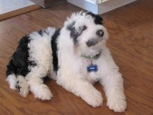 Portuguese water dog puppies for adoption