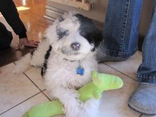Portuguese water dog puppies for sale Image eClassifieds4u 2