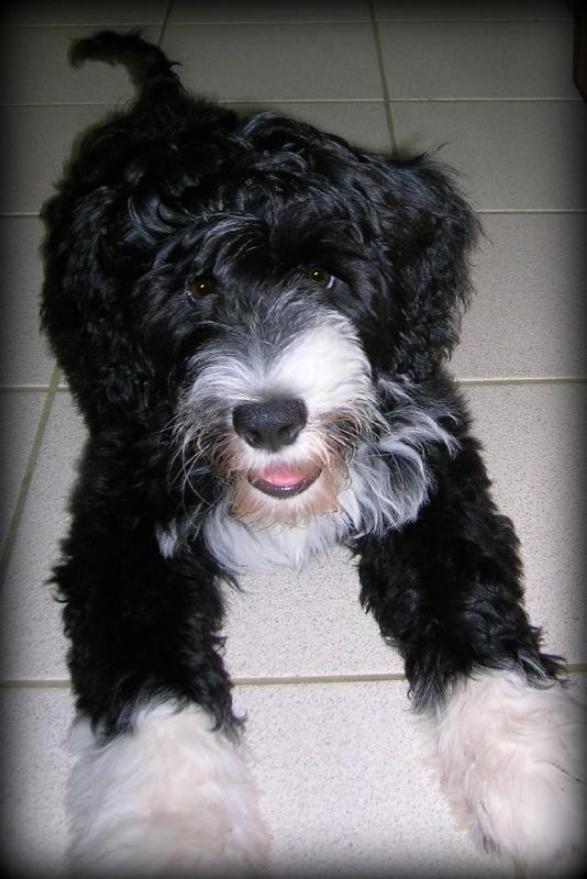 Portuguese water dog puppies for adoption Image eClassifieds4u