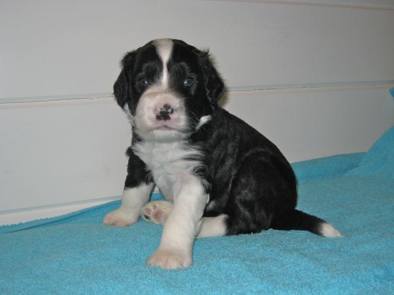Portuguese water dog puppies for sale Image eClassifieds4u