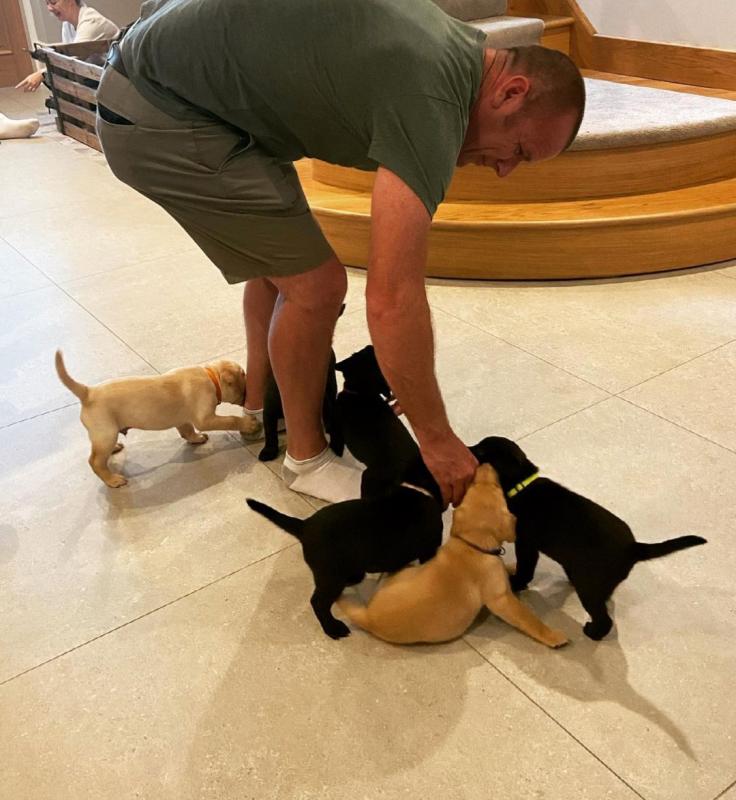 🦮 STUNNING KC REG LABRADOR PUPPYS🦮 Image eClassifieds4u