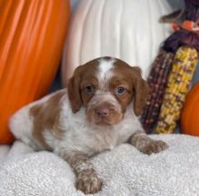 fytjy Adorable Brittany Puppies