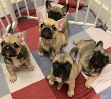 jemi Stunning litter of 5 French bulldog puppies,