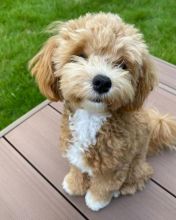 Maltipoo puppies for adoption(suzanmoore73@gmail.com)b