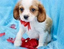 ntelligent cavalier king charles spaniel puppies available,