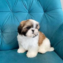 Shih Tzu Puppies for adoption [jennifer57jones@gmail.com]