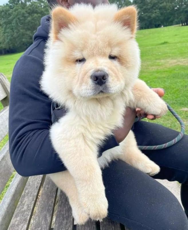 chow chow puppies for adoption(ceva41016@gmail.com) Image eClassifieds4u