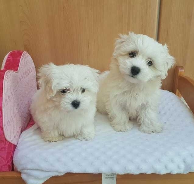 Extensive Health Test Maltese White Puppys Image eClassifieds4u