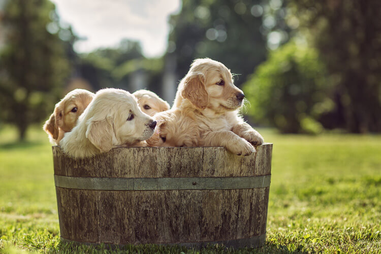 Golden Retriever Puppies White Puppys Image eClassifieds4u