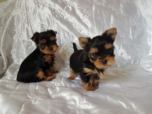 kevi Adorable outstanding Yorkie puppies ready Image eClassifieds4u