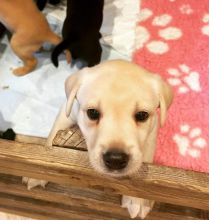 🦮 STUNNING KC REG LABRADOR PUPPYS🦮 Image eClassifieds4u 4