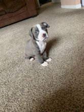 PIT BULL PUPPIES FOR ADOPTION(alishaken91@gmail.com) Image eClassifieds4u 2