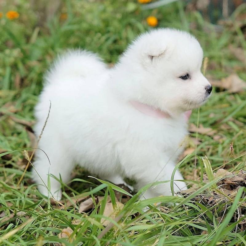 Samoyed puppies looking for a loving home(emilyrose0081@gmail.com) Image eClassifieds4u