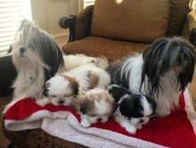 Absolutely gorgeous Amazing Shih tzu