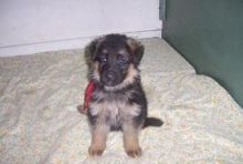 Beautiful Chunky German Shepherd Puppies