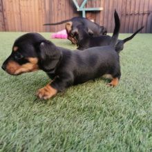 Dachshund Puppies for adoption(smithpatience13@gmail.com)