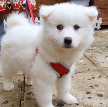 fedia Samoyed Puppies available now.