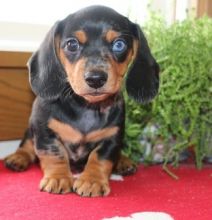 he Beautiful short hair Dachshunds puppies