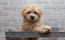 Purebred Tiny maltipoo Puppies