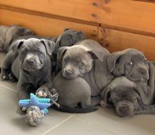 Staffordshire Bull Terrier Puppies For Sale