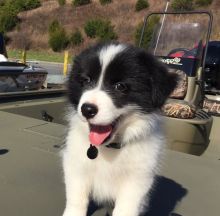 very well socialized Amazing Border Collie Puppies FOR Re*homing