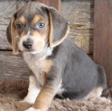 We have 6 beautiful beagle puppies available