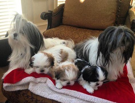 Absolutely gorgeous Amazing Shih tzu Image eClassifieds4u