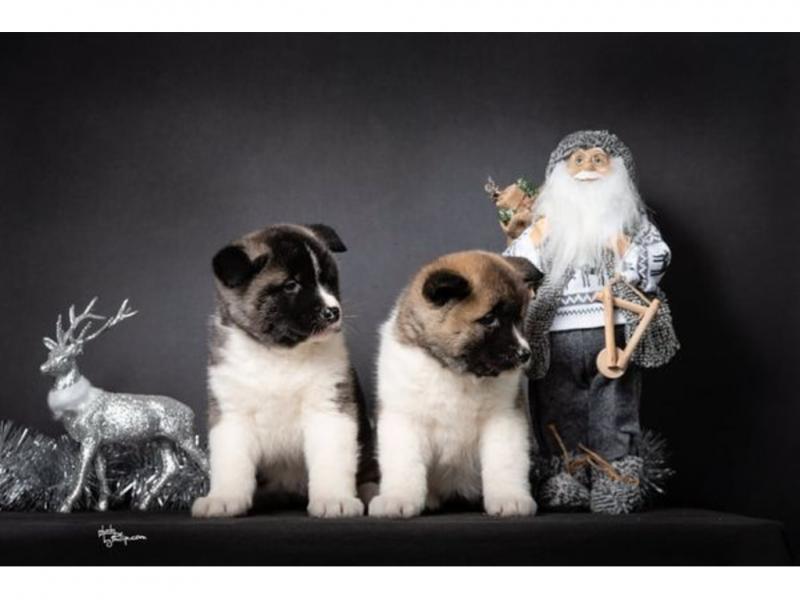advertises available American Akita puppies. Image eClassifieds4u