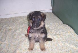 Beautiful Chunky German Shepherd Puppies Image eClassifieds4u