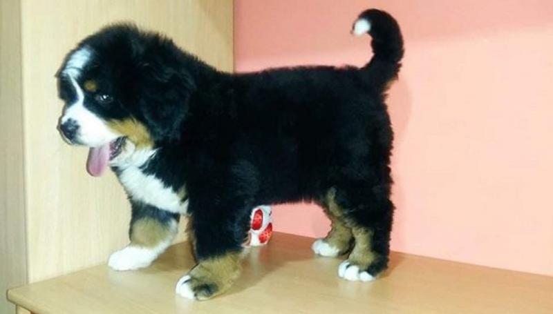 Bernese mountain dog male puppie f Image eClassifieds4u