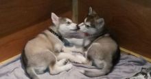 berian Alaskan Malamute pups. Image eClassifieds4U