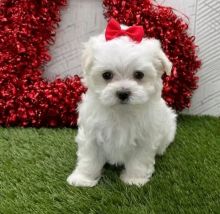 Maltese puppies for adoption(cynthiamorgan1132@gmail.com) Image eClassifieds4U