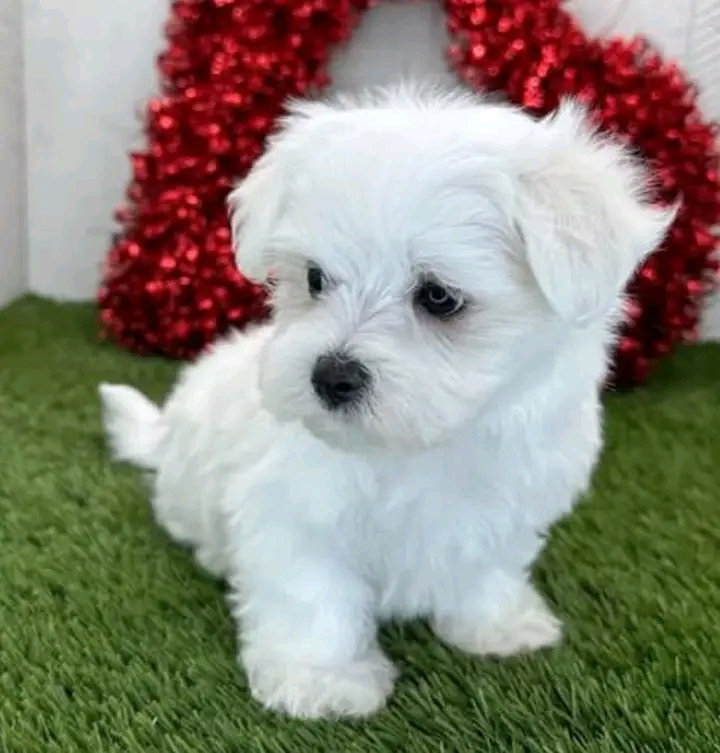 Maltese puppies for adoption(cynthiamorgan1132@gmail.com) Image eClassifieds4u