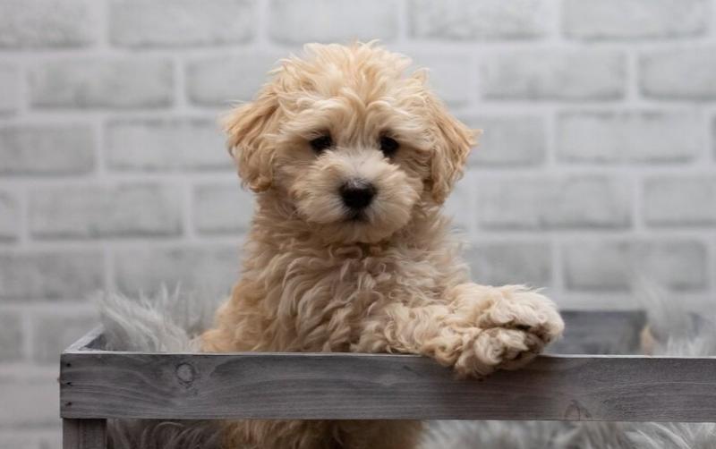 Purebred Tiny maltipoo Puppies Image eClassifieds4u