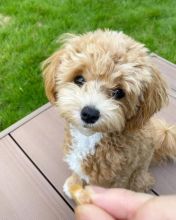 Maltipoo puppies for adoption(suzanmoore73@gmail.com)