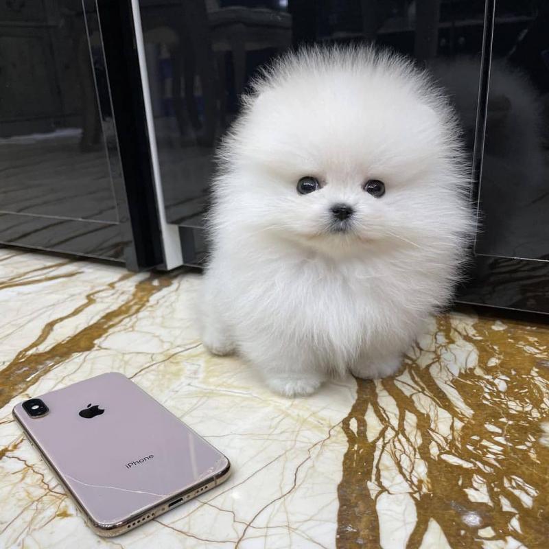 Pomeranian puppies for adoption(kenalisha416@gmail.com) Image eClassifieds4u