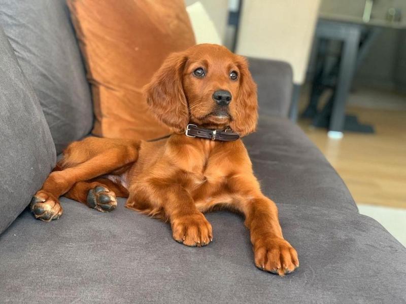 Ckc Ckc Irish Setter Puppies Available. Text at : 289-216-4308 Image eClassifieds4u