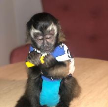 Amazing Capuchin Monkeys. Text at : 289-216-4308