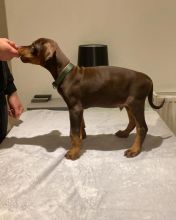 Ckc Doberman Puppies For New Homes. Text at : 289-216-4308