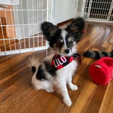 Ckc Papillon Puppies Ready For New Homes. Text at : 289-216-4308