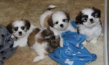 Adorable Shih Tzu puppies for new homes