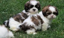 Adorable Shih Tzu puppies for new homes