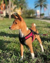 Ckc Basenji Puppies Ready. Text at : 289-216-4308