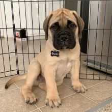 Ckc Bullmastiff Puppies Ready For Loving and Caring Homes. Text at : 289-216-4308