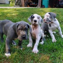 Ckc Great Dane Puppies Ready To Become Family Companions. Text at : 289-216-4308