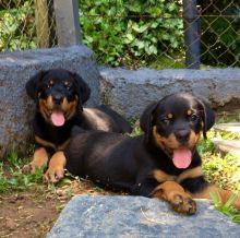 Energetic Ckc Rottweiler Puppies Available For Adoption. Text:289-216-4308 for