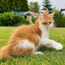 Extra Charming Maine Coon Kittens Readily Available. 289-216-4308