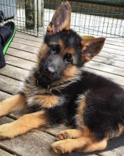Home raised German shepherd puppies for new homes