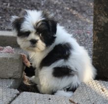 Shih Tzu Puppies available for loving homes