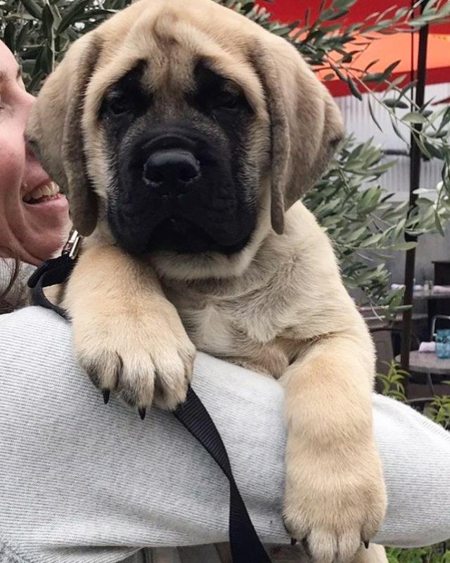 Ckc English Mastiff Puppies Ready To Go. Text at : 289-216-4308 Image eClassifieds4u